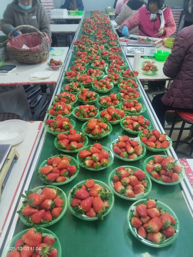 【山东草莓】甜宝草莓支持视频看货，可发往全国市场！