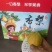 【河北香梨】新梨七号，一口香梨，尽享果香，诚信经营