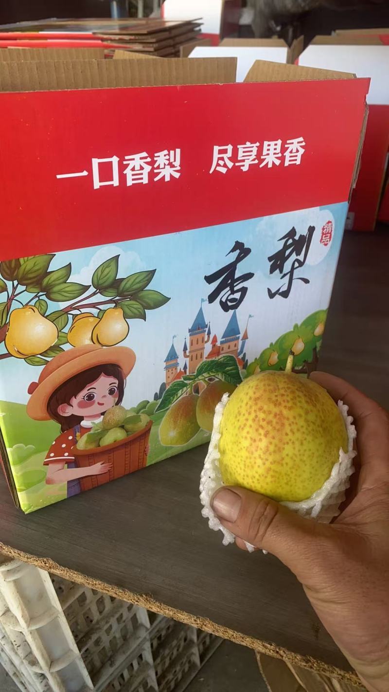 【河北香梨】新梨七号，一口香梨，尽享果香，诚信经营
