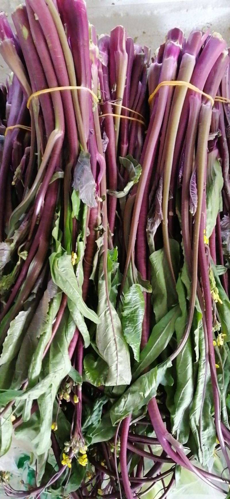 湖北武汉新鲜蔬菜正宗红菜苔菜芯