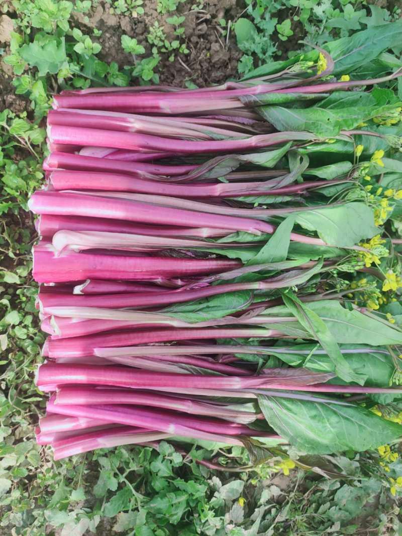 湖北武汉新鲜蔬菜正宗红菜苔菜芯