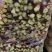 湖北武汉新鲜蔬菜正宗红菜苔菜芯