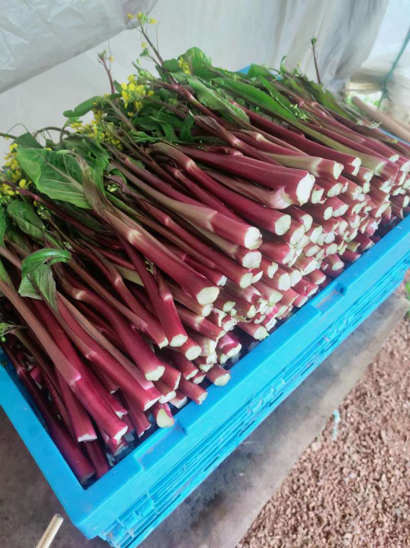 湖北武汉新鲜蔬菜正宗红菜苔菜芯