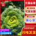 安徽精品黄心菜产地直发/大量供货中/量大从优