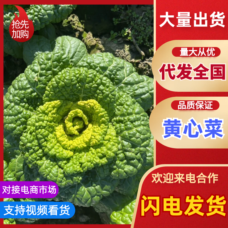 安徽精品黄心菜产地直发/大量供货中/量大从优