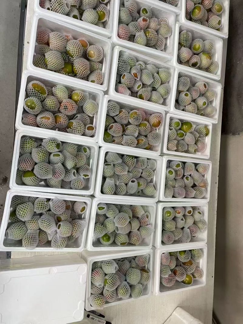 铁皮柿子草莓西红柿对接电商市场商超可视频看货