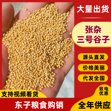 精品发货张杂谷3号质量保障无杂土厂家直发全年供应对接全国