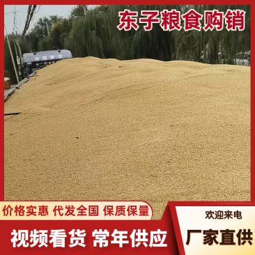 优选基地发货张杂三号谷谷子鸟食谷子常年有货全国对接按需打包
