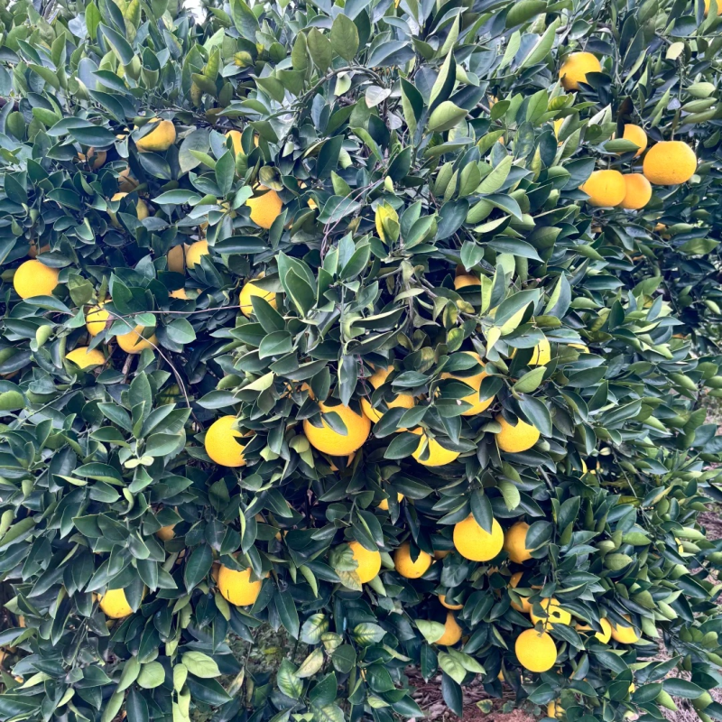 【胡柚苗】抗冻耐寒常山胡柚南北方种植一年苗浙江新山苗场