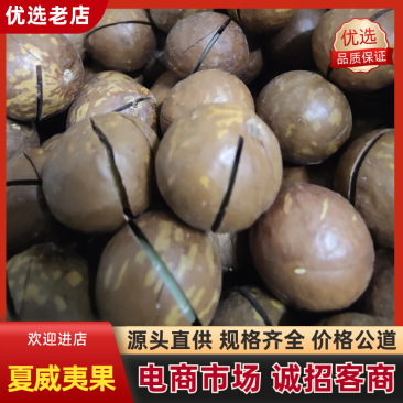 【新】火爆夏威夷果颗颗饱满规格齐全支持电商一件代发批发