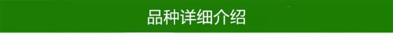 【胡柚苗】抗冻耐寒常山胡柚南北方种植一年苗浙江新山苗场