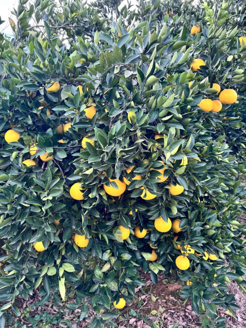 【胡柚苗】抗冻耐寒常山胡柚南北方种植一年苗浙江新山苗场