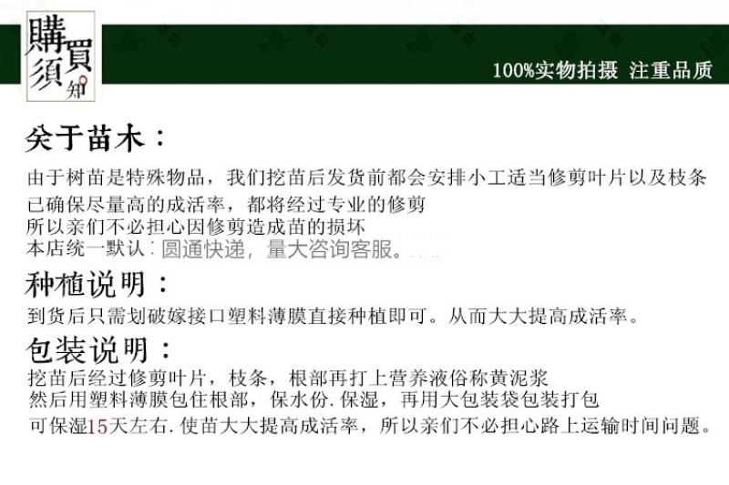 【胡柚苗】抗冻耐寒常山胡柚南北方种植一年苗浙江新山苗场