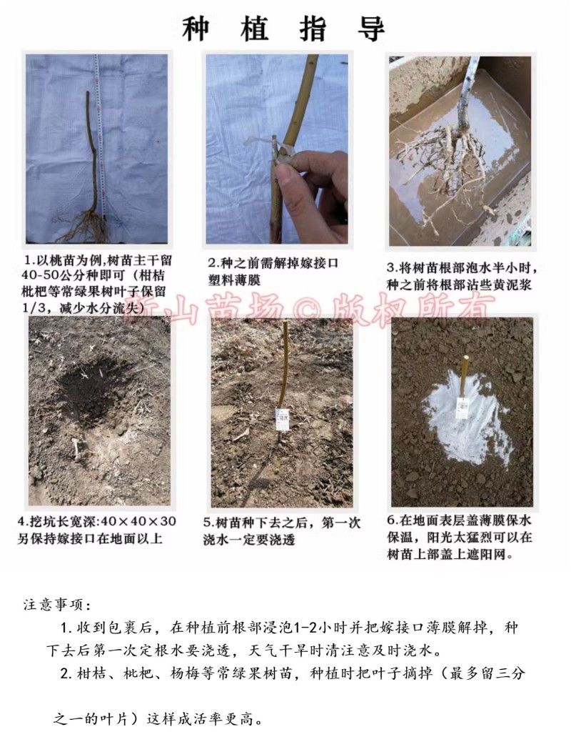 【胡柚苗】抗冻耐寒常山胡柚南北方种植一年苗浙江新山苗场