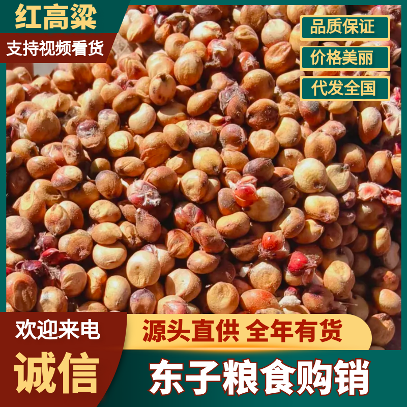 精品红高粱颗粒饱满无干煸有水分新鲜发货厂家加工直发