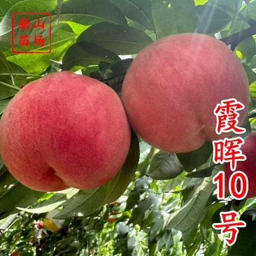 湖景升级版霞晖10号桃苗新品种软溶质高