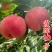 湖景升级版霞晖10号桃苗新品种软溶质高
