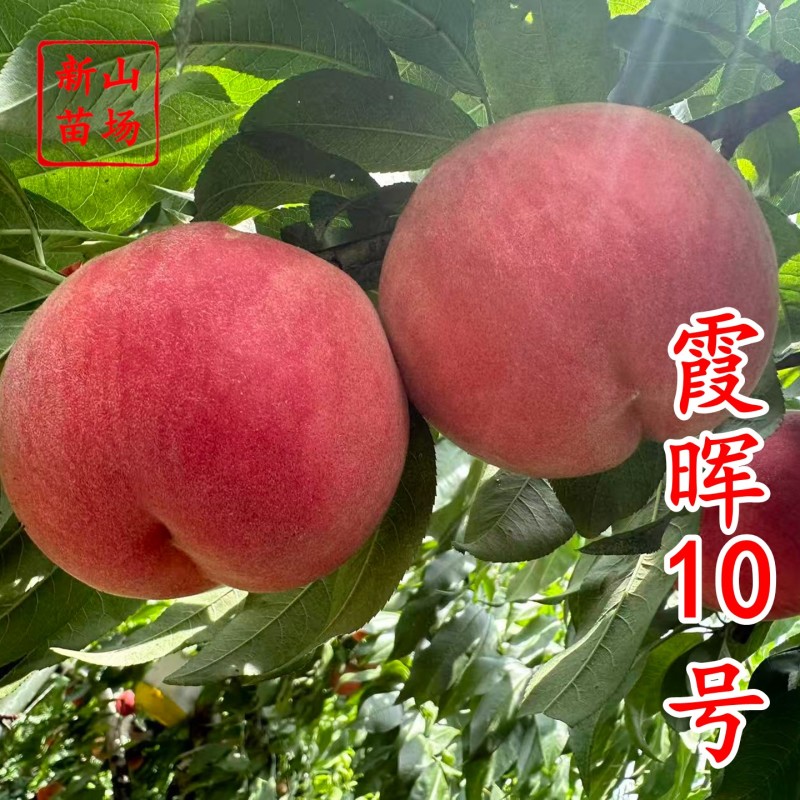 湖景升级版霞晖10号桃苗新品种软溶质高