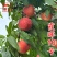 湖景升级版霞晖10号桃苗新品种软溶质高
