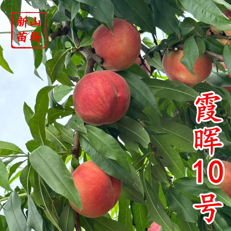 湖景升级版霞晖10号桃苗新品种软溶质高