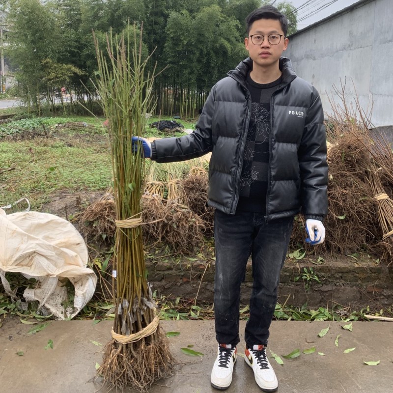 湖景升级版霞晖10号桃苗新品种软溶质高