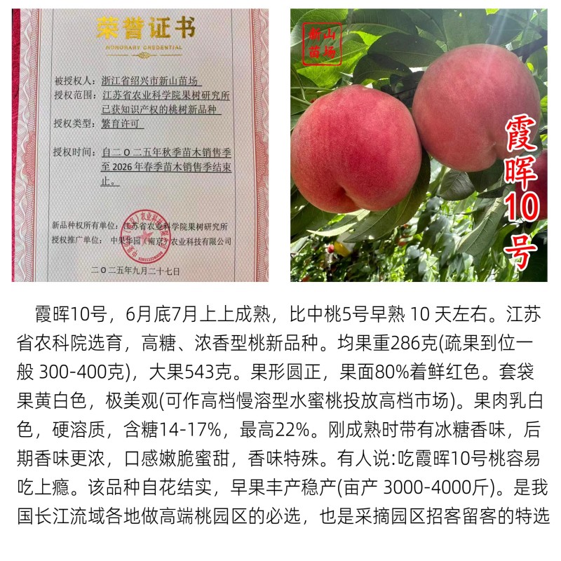 湖景升级版霞晖10号桃苗新品种软溶质高