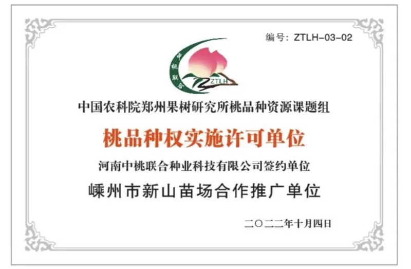 湖景升级版霞晖10号桃苗新品种软溶质高