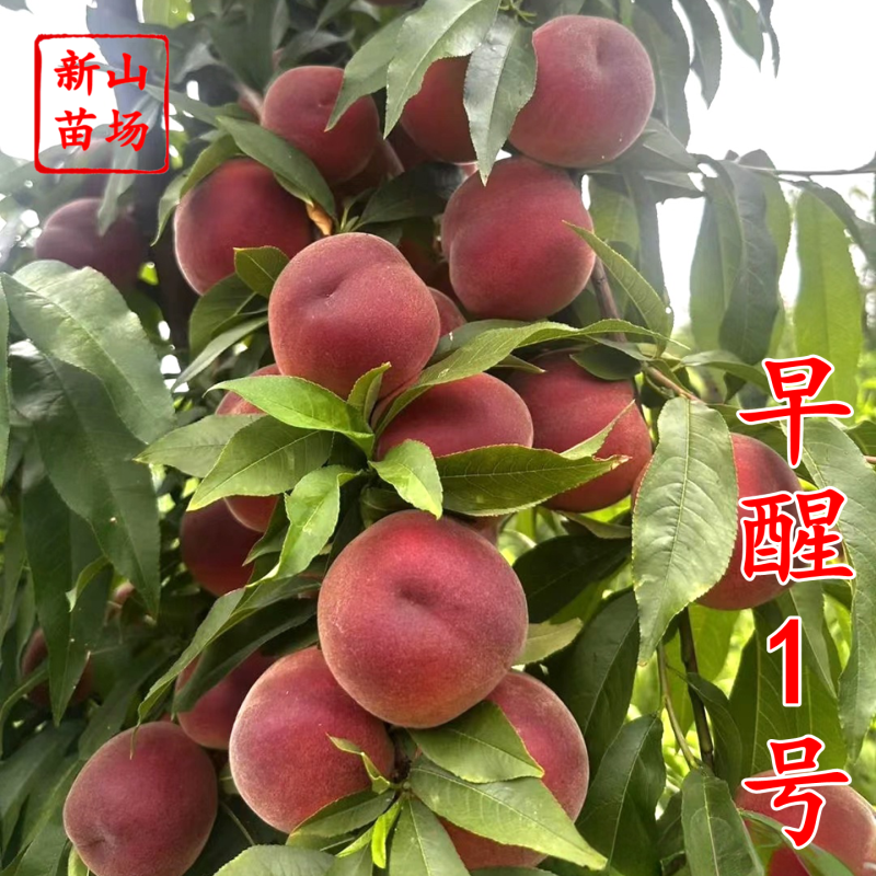 蜜彤早熟短低温冷量两广东广西台农桃子树