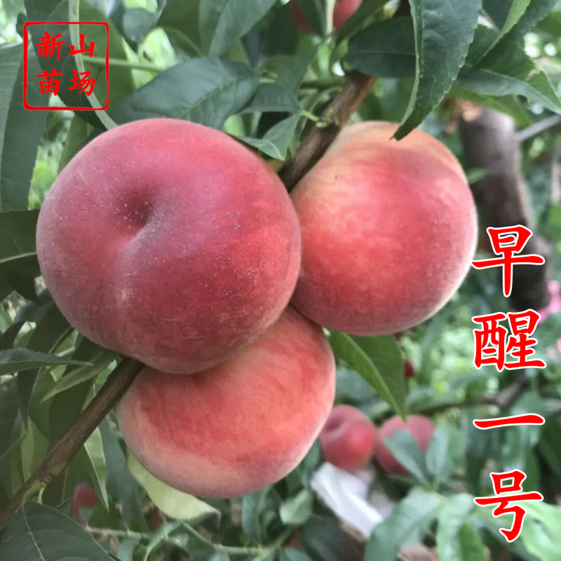 蜜彤早熟短低温冷量两广东广西台农桃子树