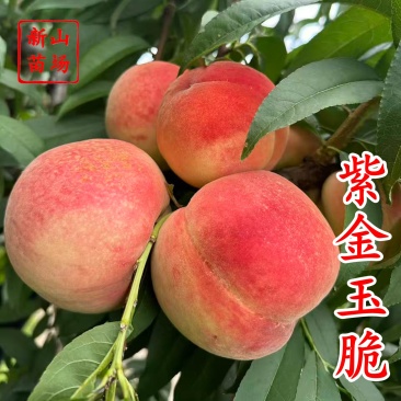 紫金玉脆苏丽硬肉脆桃7月sh硬脆甜不软毛水蜜桃苗