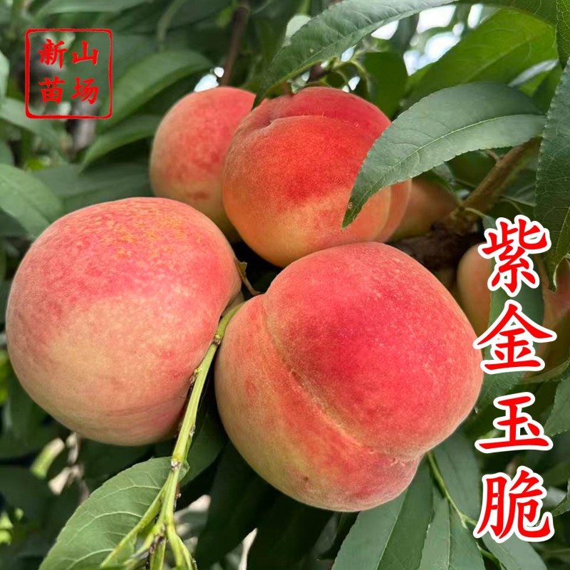 紫金玉脆苏丽硬肉脆桃7月sh硬脆甜不软毛水蜜桃苗