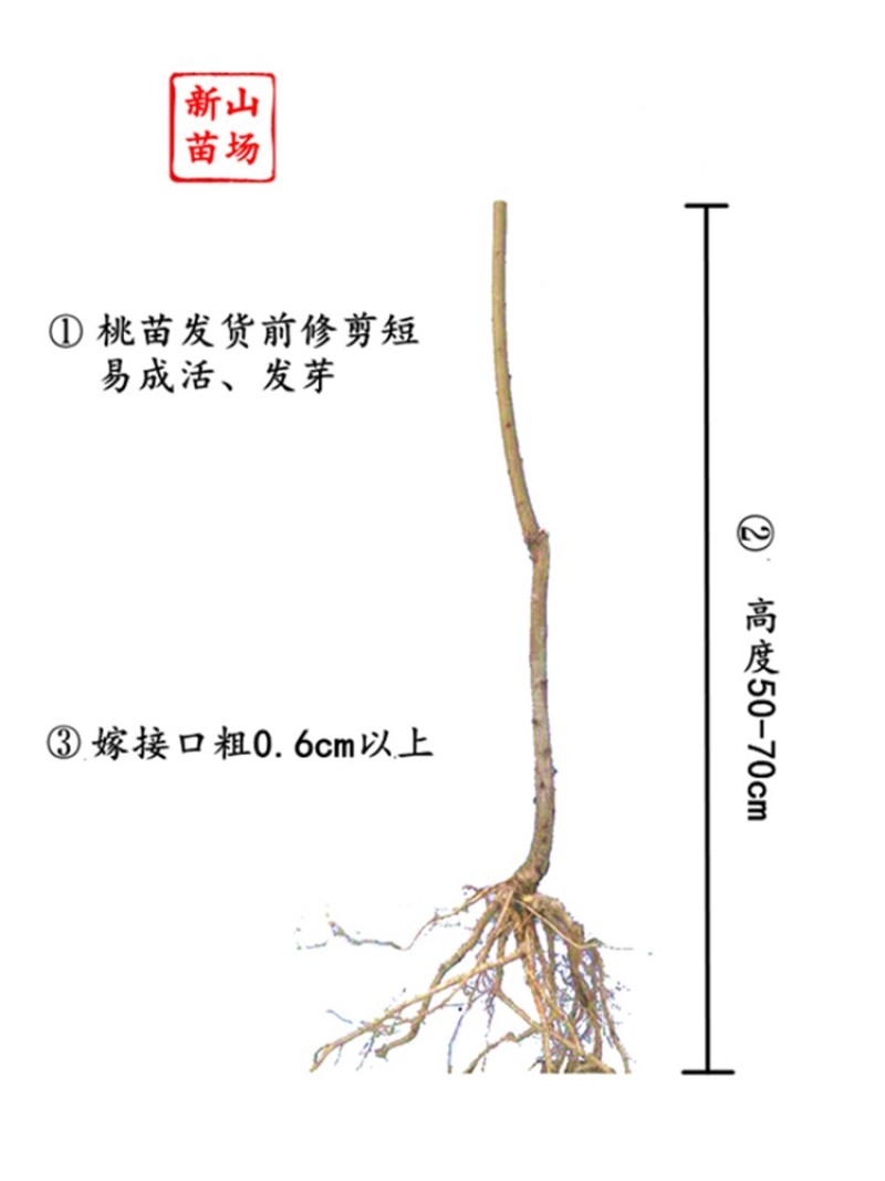 紫金玉脆苏丽硬肉脆桃7月sh硬脆甜不软毛水蜜桃苗