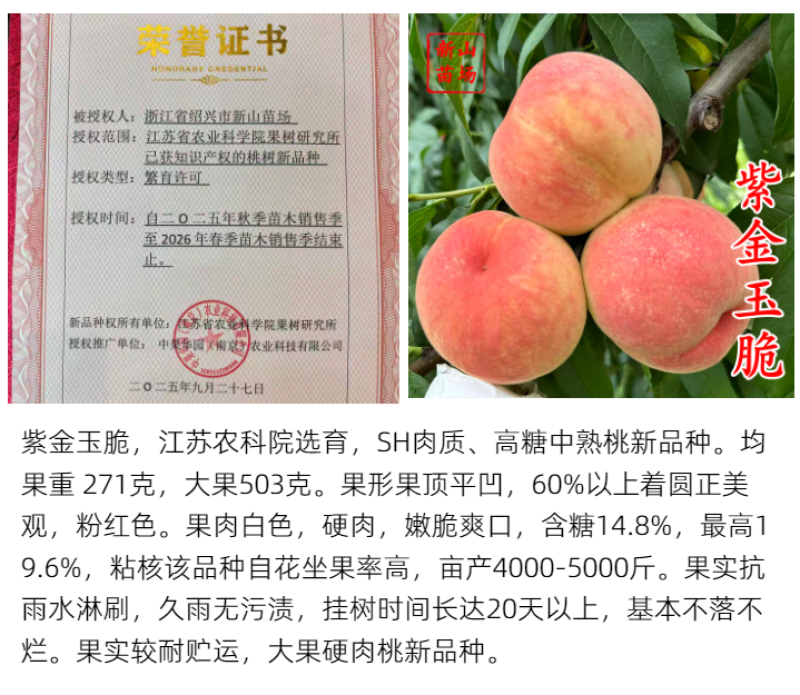 紫金玉脆苏丽硬肉脆桃7月sh硬脆甜不软毛水蜜桃苗