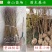 紫金玉脆苏丽硬肉脆桃7月sh硬脆甜不软毛水蜜桃苗
