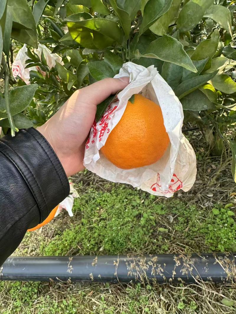 四川蒲江春见柑橘大量上市一手货源价格美丽欢迎来电