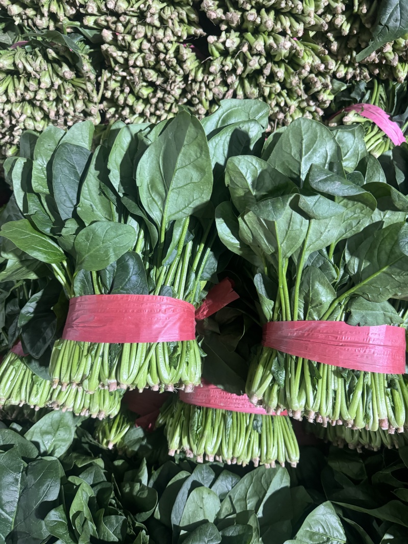 精品大叶菠菜扎捆菠菜大捆菠菜电商市场超市