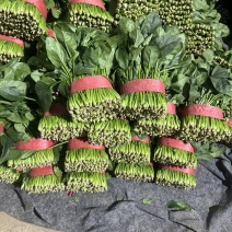 精品大叶菠菜扎捆菠菜大捆菠菜电商市场超市
