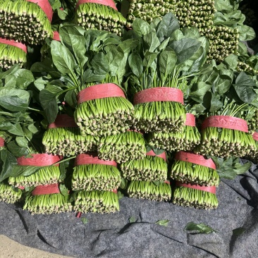 精品大叶菠菜扎捆菠菜大捆菠菜电商市场超市