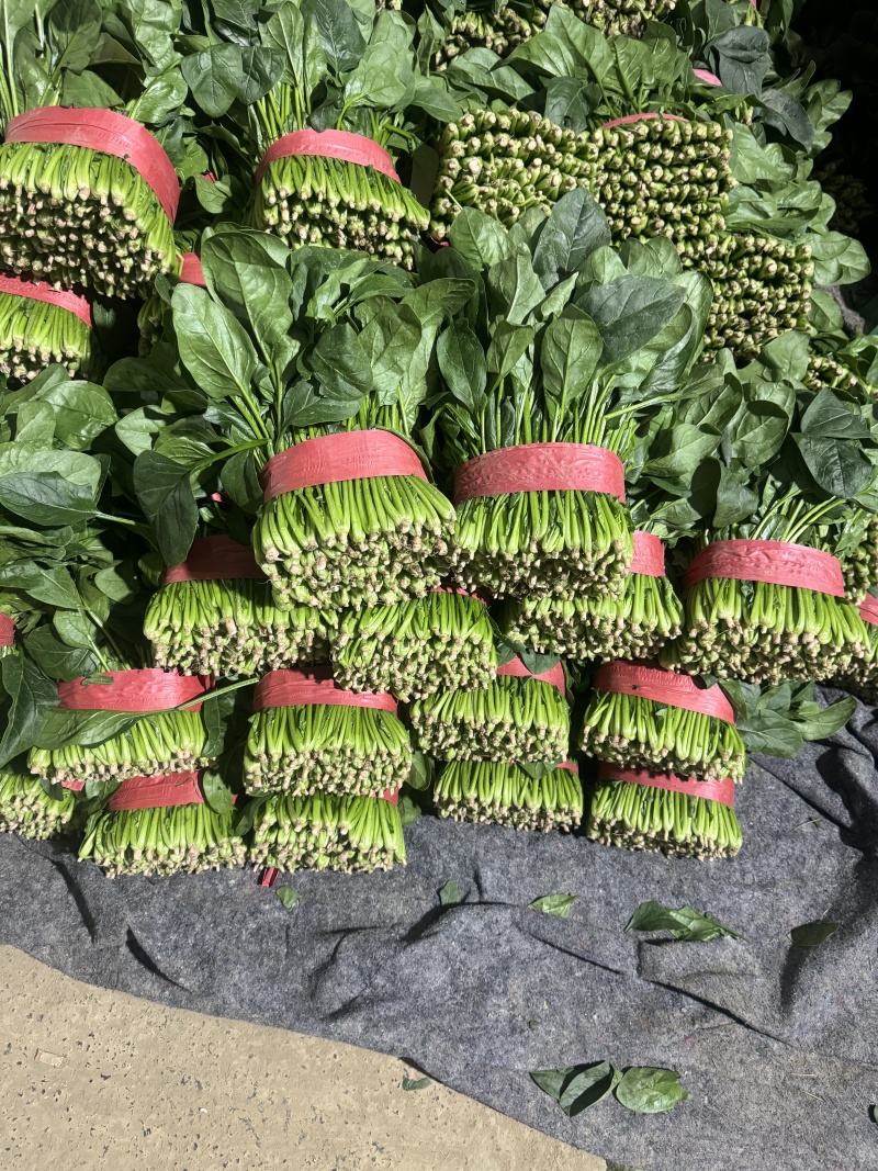 精品大叶菠菜扎捆菠菜大捆菠菜电商市场超市