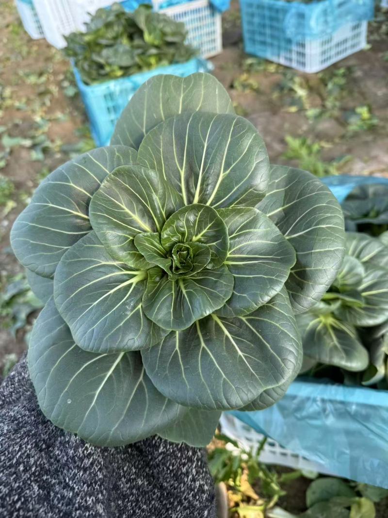 【精品】矮脚苏州青基地直供打包发货一条龙！