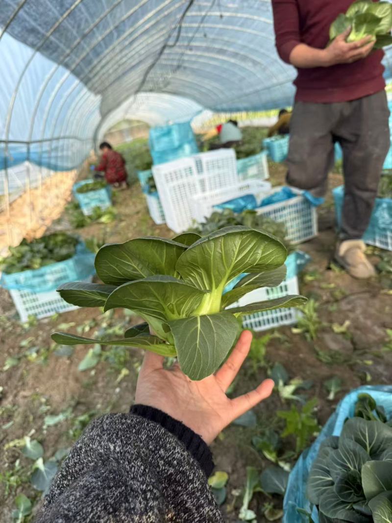 【精品】矮脚苏州青基地直供打包发货一条龙！