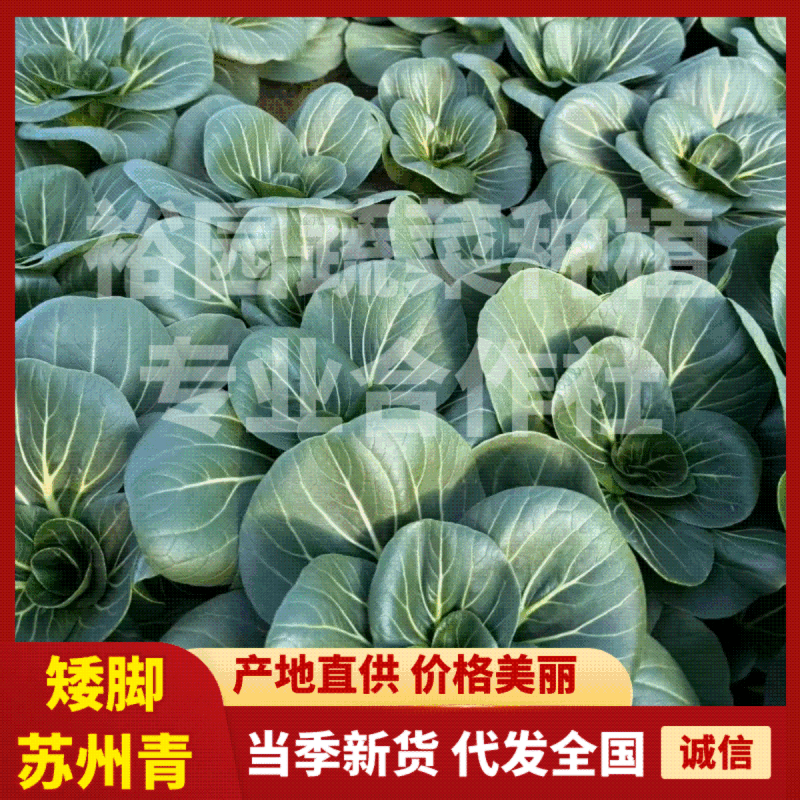 【精品】矮脚苏州青基地直供打包发货一条龙！