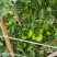 【脆甜】草莓西红柿福建新鲜西红柿番茄量大从优欢迎选购