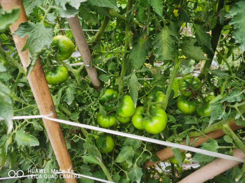 【脆甜】草莓西红柿福建新鲜西红柿番茄量大从优欢迎选购