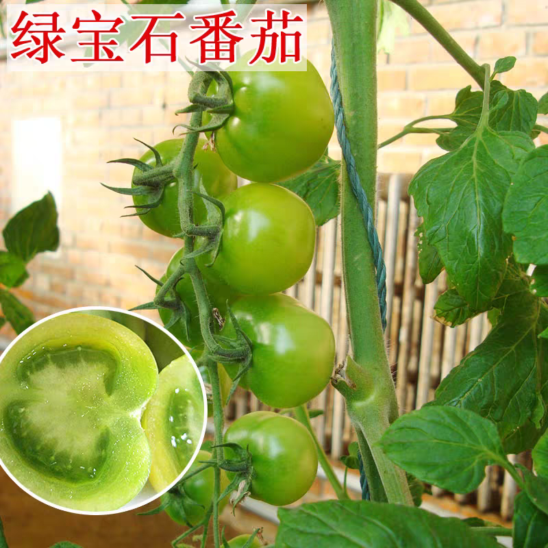 绿宝石番茄种子中早熟圣女果种子高产绿色小西红柿种子