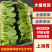 【热卖中】江苏上海青小油菜万亩基地对接全国批发商老板