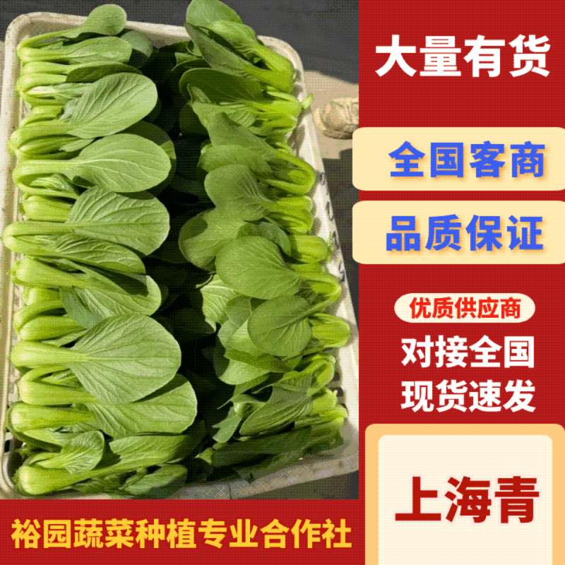 【热卖中】江苏上海青小油菜万亩基地对接全国批发商老板