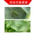 20%氯虫苯甲酰胺茚虫威甘蓝小菜蛾钻心虫青虫杀虫剂农用