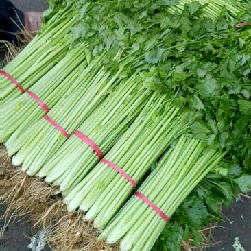 安徽芹菜精品法国皇后西芹对接电商市场商超