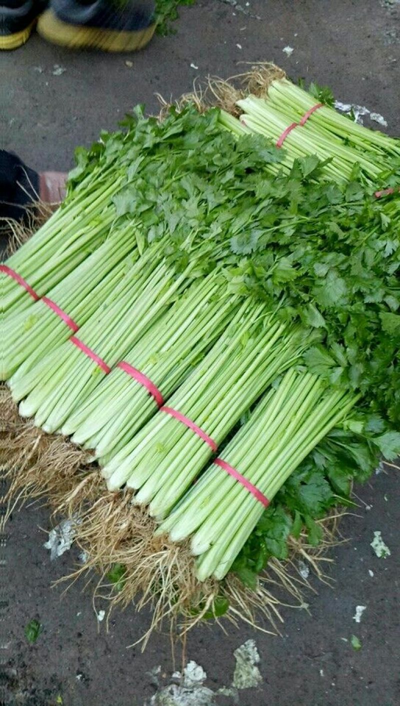 安徽芹菜精品法国皇后西芹对接电商市场商超